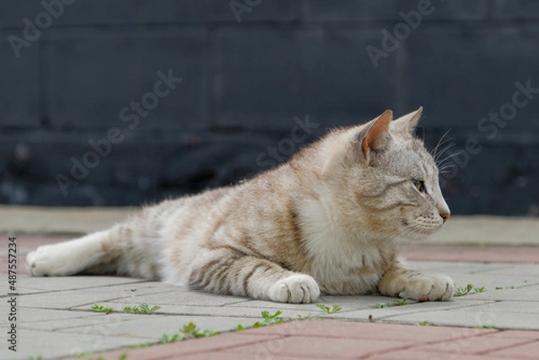 Fototapeta cat on street