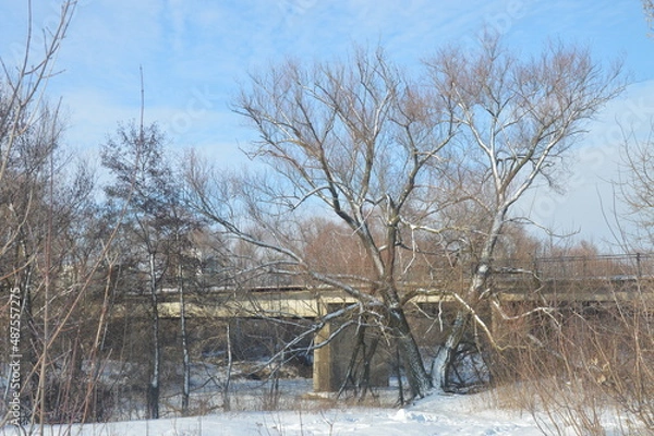 Fototapeta trees in the snow