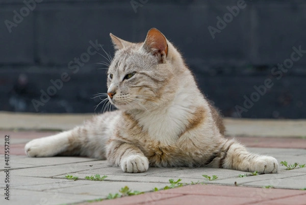 Fototapeta cat on street