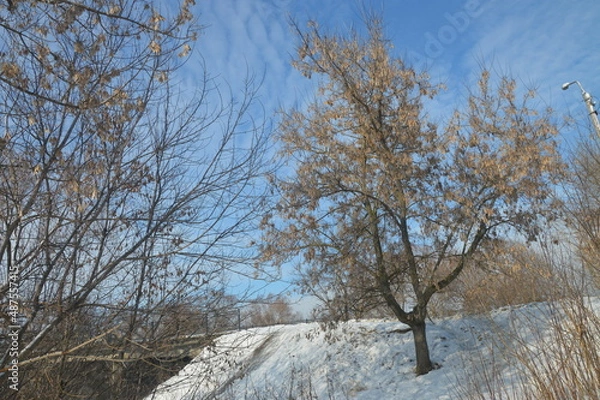 Fototapeta tree in snow