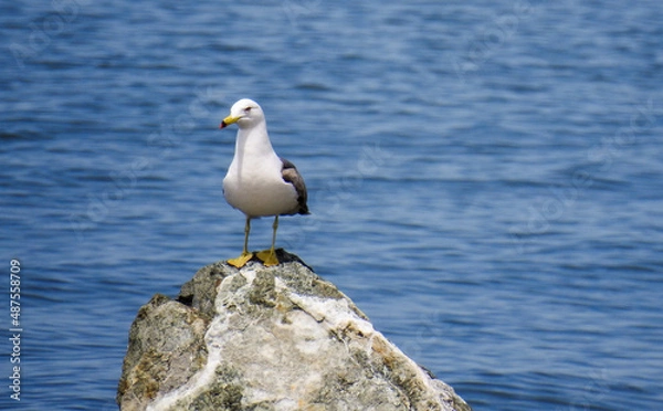 Fototapeta seagull