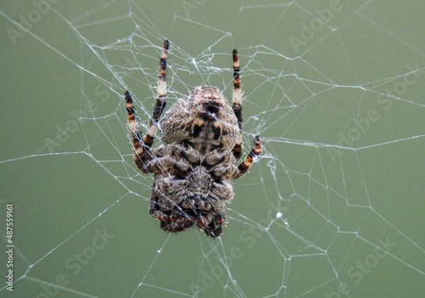 Fototapeta spider