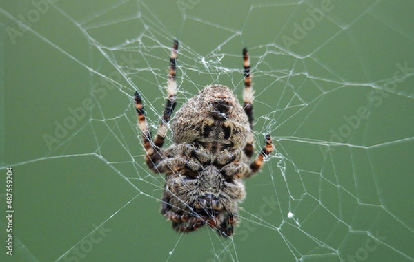 Fototapeta spider