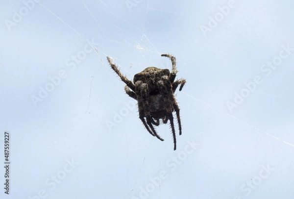 Fototapeta spider