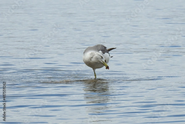 Fototapeta black headed gull