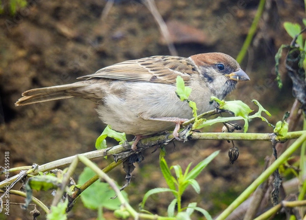 Fototapeta sparrow on a branch