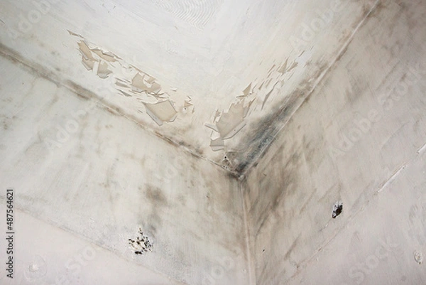 Obraz Fungal mold on an interior wall creating health problems for the home owners. Molds can thrive on any organic matter including ceilings, walls and floors of homes with moisture management problems.