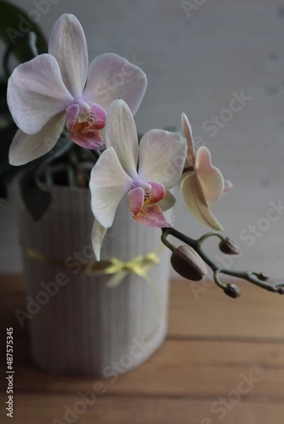 Fototapeta A light orchid with a pink center blooms in a potted room.