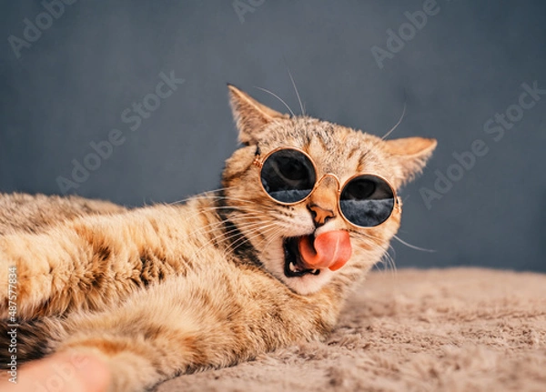 Obraz A ginger cat in stylish round sunglasses licks its lips while lying on a plaid.