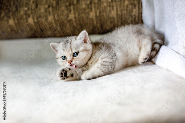 Fototapeta Cute, funny grey striped British kitten, lying on a white blanket and licking his paw.