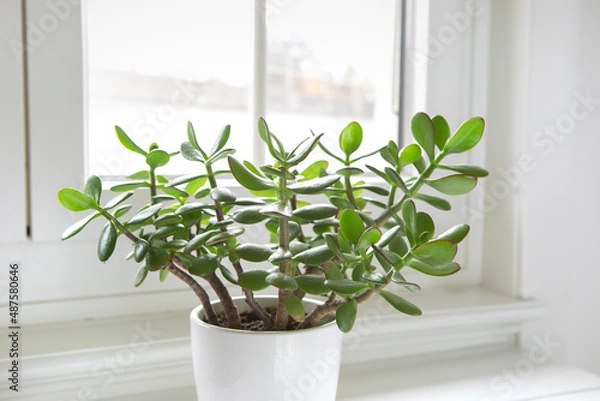 Fototapeta Crassula ovata, jade plant by the window close-up. House plant in pot on window sill with lush green leaves. Succulent in home garden.