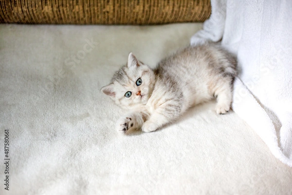 Fototapeta Cute, funny grey striped British kitten with blue eyes, lying on a white blanket.
