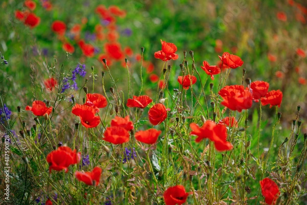 Fototapeta Red poppies in full blossom grow on the field. Blurred background