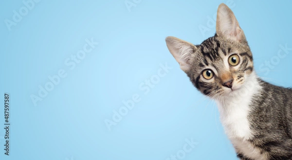 Fototapeta Curious little cat looking to the camera side isolated on blue background