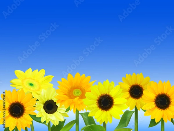 Fototapeta 青空と沢山の向日葵のイラスト
