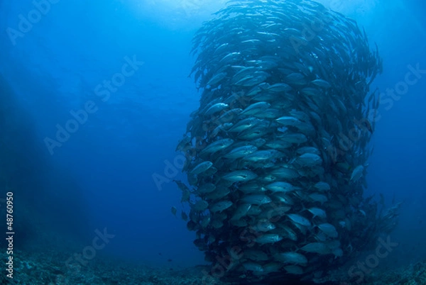 Fototapeta ギンガメアジの群れ