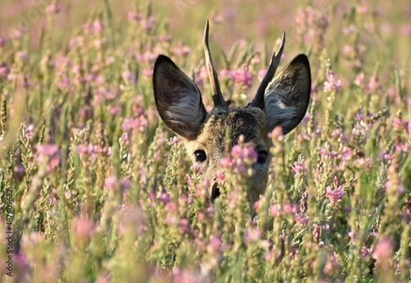 Obraz deer in the wild