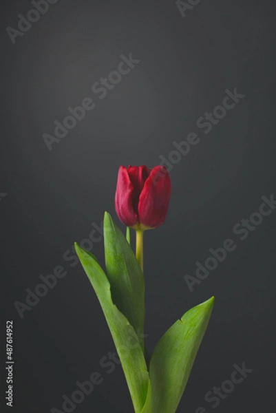 Obraz red tulip on black background