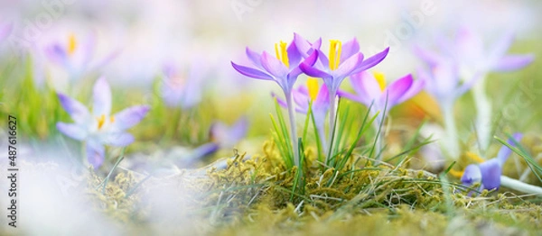 Obraz Blooming crocus flowers in a park. Early spring. Symbol of peace and joy, Easter concept. Landscaping, gardening, ecotourism, environmental conservation. Art, macrophotography. Floral pattern
