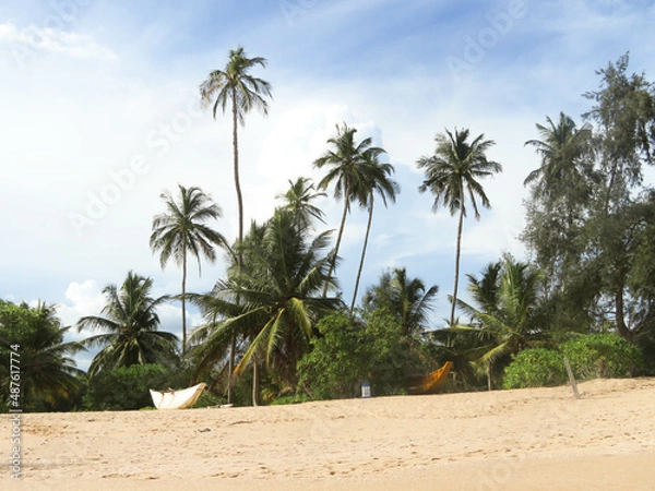 Obraz Palm trees in Tangalle, Sri Lanka