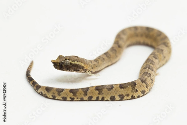 Fototapeta Flat-nosed pit viper snake Trimeresurus puniceus on white background
