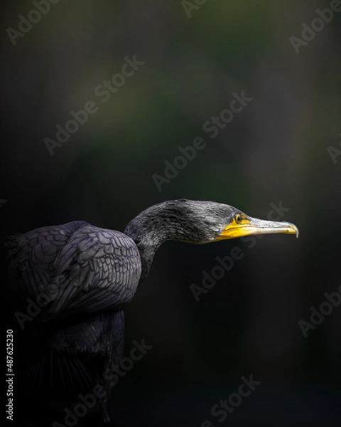 Fototapeta Cormorant