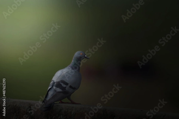 Fototapeta Pigeon