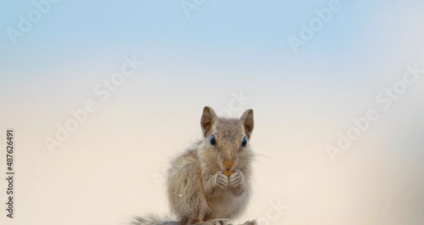 Fototapeta squirrel