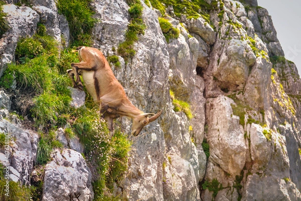 Obraz mountain goat on a steep slope in the Italian Alps