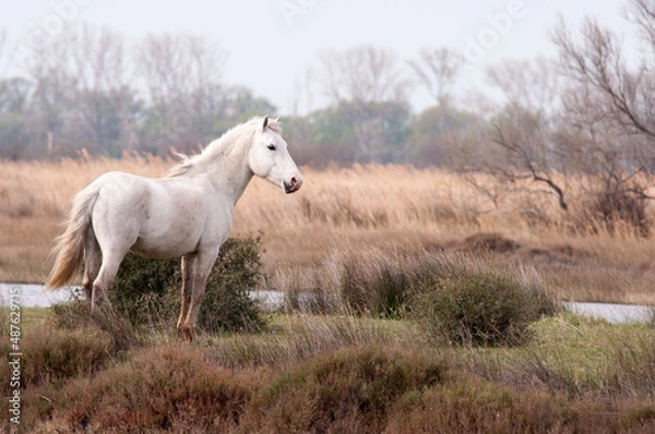Obraz Cheval camarguais