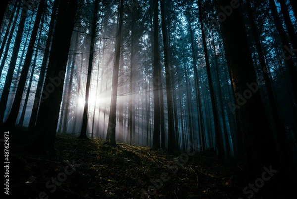 Obraz light in the forest