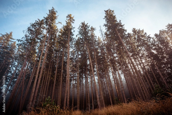 Obraz sunset in the forest