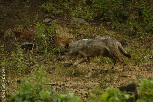 Obraz Loup gris commun