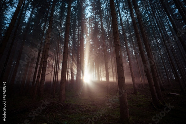 Obraz sun rays in forest