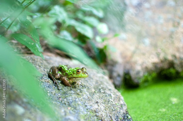 Obraz Little Green Frog