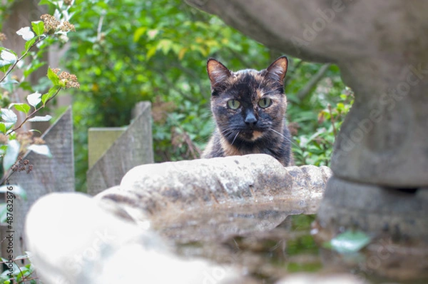 Obraz Cat and Fountain