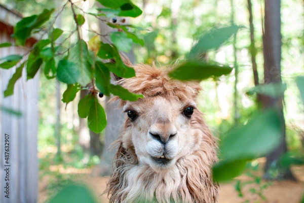 Obraz Alpaca and Branches.