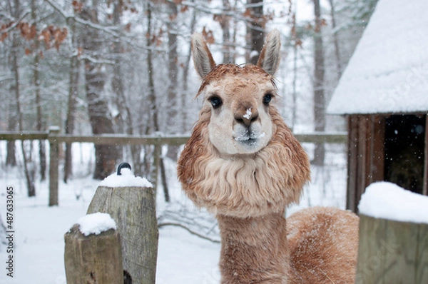 Fototapeta Alpaca in the Winter.