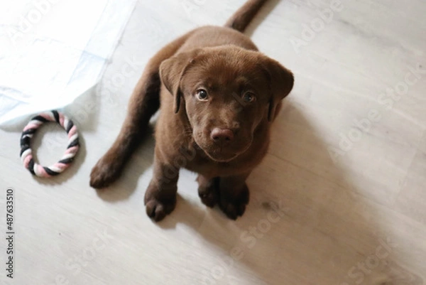 Fototapeta Labrador puppy
