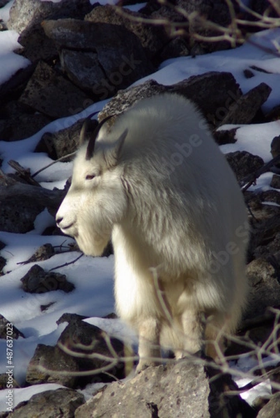 Obraz Mountain goat in winter
