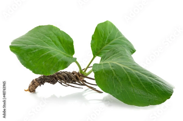 Obraz Bergenia root