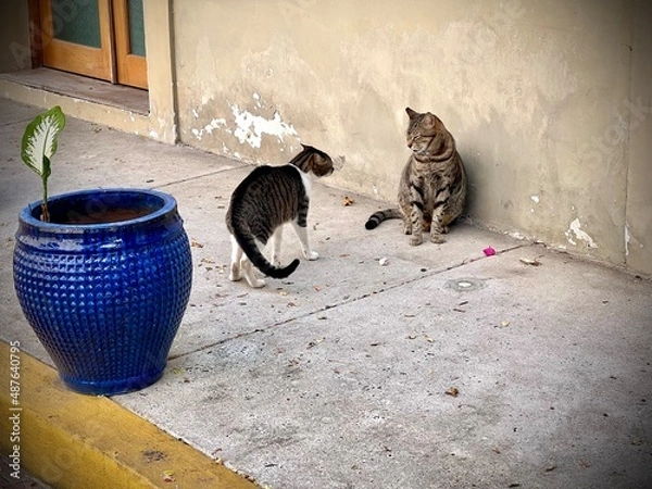 Obraz cat on the wall