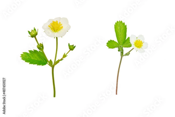 Fototapeta two branches with leaves and a wild strawberry flower - an isolated plant on a white background