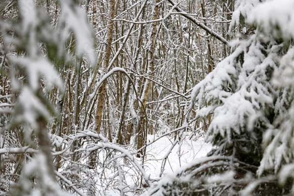 Fototapeta winter forest