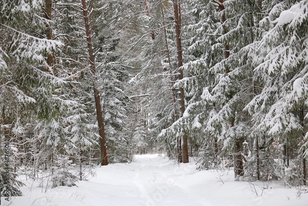 Fototapeta winter forest