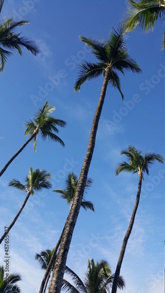 Obraz California palm trees