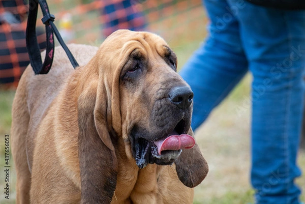 Obraz Bloodhound