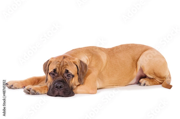 Fototapeta bullmastiff puppy lying