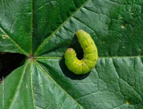 Obraz Cutworm moth larva are caterpillars that are a serious garden pest, causing damage to a wide variety of plants.
