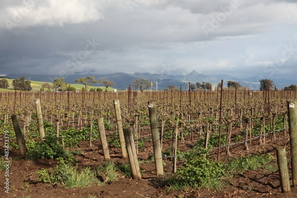 Fototapeta Vineyard 2